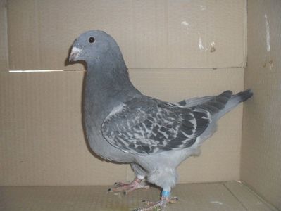 06644