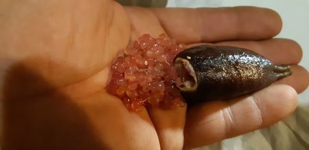 Citrus australasica roz; Fruct matur
