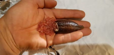 Citrus australasica roz; Fruct matur
