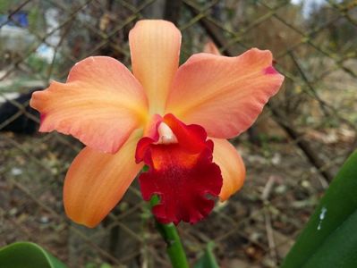 Cattleya