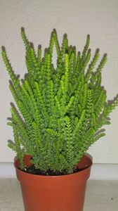 Crassula Muscosa Lycopodioides