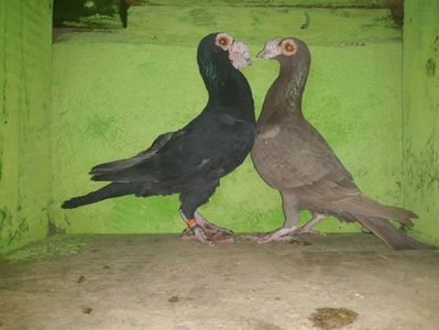 Vanduti