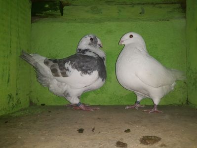 Vanduti