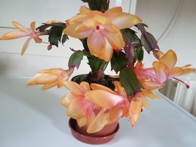 Craciunita  galbena