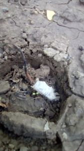 pink intuition pare ca ....