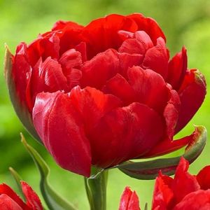 tulip-abba-2768-1-p