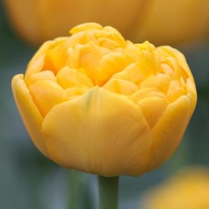 tulip-yellow-pomponette-5396-p