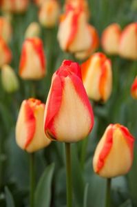 TULIPA_AMERICAN_DREAM_22201