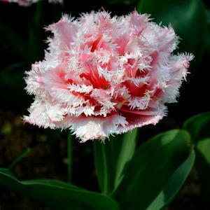 Tulip-Queensland-2017-4_x2000_crop_center