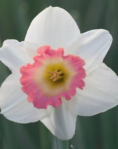 _Narcissus_Pink_Charm