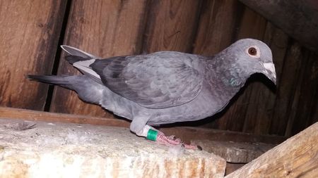 Pui 2018 saliu; Are cateva pene albe in aripi
