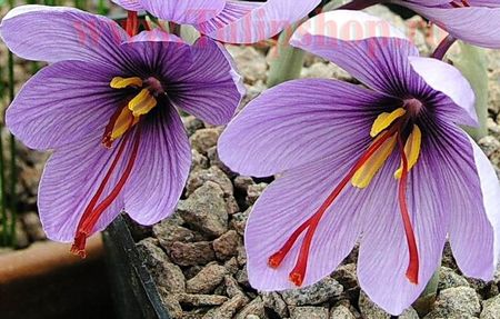 Crocus sativus - Sofran; http://www.tulipshop.ro/products/Bulbi-Branduse-Sativus-Sofran-%28Crocus%29.html
