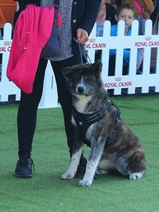 Akita Inu  Kira; Kira 7 luni la Dog Fest Royal Canin
