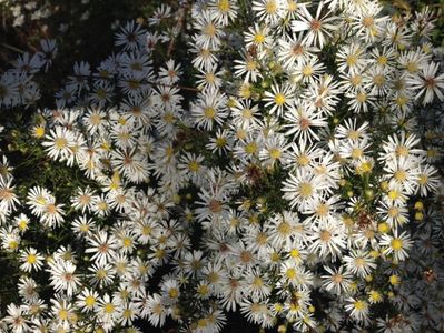 Aster Monte Cassino