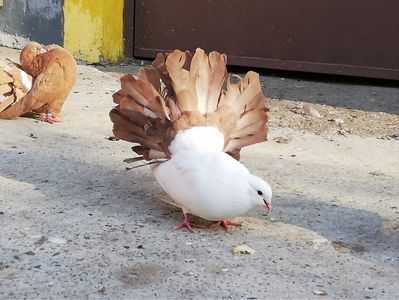 IMG-20181105-WA0010