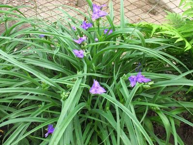 Tradescantia andersoniana; Mai este cunoscută și sub numele de Floarea telegraf (Spiderwort). La mine crește la umbră, sub bolta de viță de vie.
