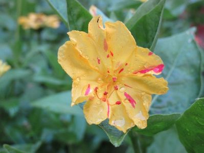 Mirabilis jalapa