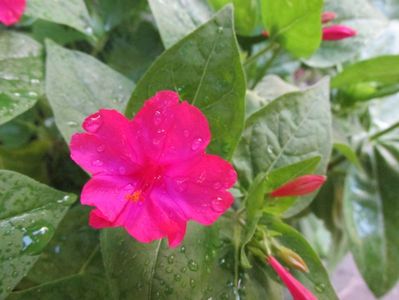 Mirabilis jalapa