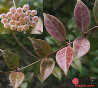 hoya-sunrise-floarea-de-ceara; Fotogarfia apartine magazinului  de unde am facut achizitia!
