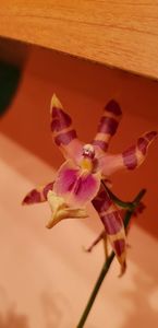 Miltonia Clowesii