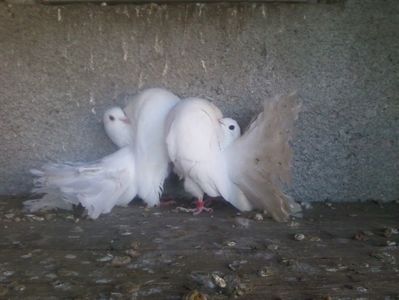 Fotografie-0019