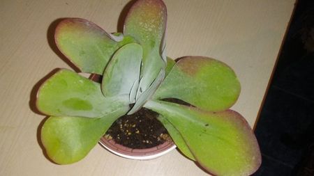 COTYLEDON ORBICULATA