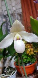 Papiophedilum deperle