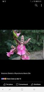 Bratonia Shelob x Rhynchonia Marie Elle