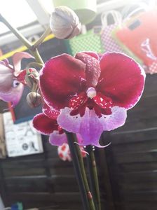 Chia Shing Hot Kiss " Lius " Yu Pin Fireworks × Chia Shing Focus