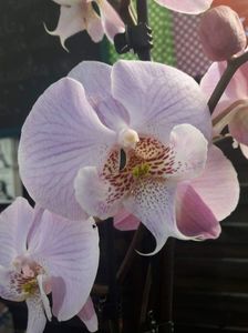 Phalaenopsis Younghome Princess 