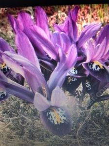 Irisi Reticulata Pauline