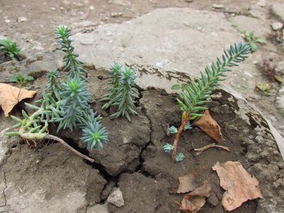 Iarbă grasă; Două feluri de iarbă grasă - cea din dreapta sigur rezistă iarna afară, pentru că se găsește deseori în cimitire. Seamănă foarte mult între ele, totuși sunt diferite.
