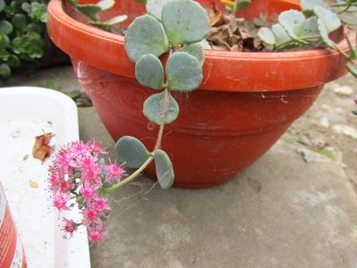 Sedum sieboldii