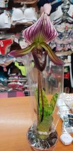 Papiophedilum Collosum