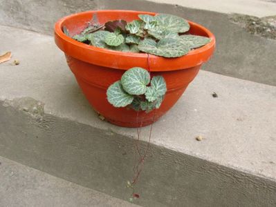 Saxifraga stolonifera