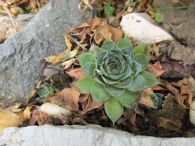 Sempervivum; noiembrie
