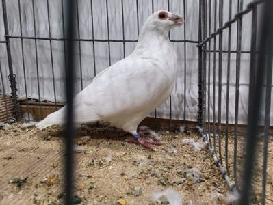 IMG-20181110-WA0002
