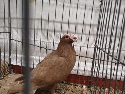 IMG-20181110-WA0011