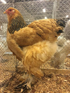 Bodea Andrei; Rezultatele mele la Expoziția Europeană, Herning, Danemarca 2018.
Campion European Colecție Brahma Columbia Galben-Negru 379 pct.
Mascul - 96 pct. E2
Femela 1 - 96 pct. E3
Femela 2 - 94 pct.
Femela 3 
