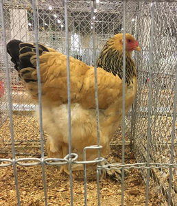 Bodea Andrei; Rezultatele mele la Expoziția Europeană, Herning, Danemarca 2018.
Campion European Colecție Brahma Columbia Galben-Negru 379 pct.
Mascul - 96 pct. E2
Femela 1 - 96 pct. E3
Femela 2 - 94 pct.
Femela 3 
