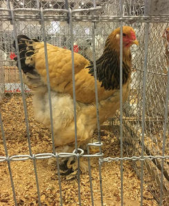 Bodea Andrei; Rezultatele mele la Expoziția Europeană, Herning, Danemarca 2018.
Campion European Colecție Brahma Columbia Galben-Negru 379 pct.
Mascul - 96 pct. E2
Femela 1 - 96 pct. E3
Femela 2 - 94 pct.
Femela 3 
