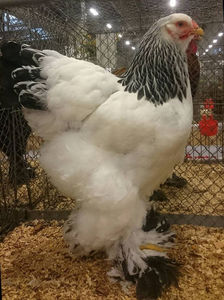 Flaviu Vaida; EE-EUROPE SHOW HERNING DANEMARCA 09-11.11. 2018.
AM PARTICIPAT CU 6 EXEMPLARE BRAHMA HERMINAT DESCHIS
MASCUL 1-96 P EB - EC CAMPION EUROPEAN
MASCUL 2-95 P
MASCUL 3-93 P
FEMELA 1-96 P EB
FEMELA 2-95 P

