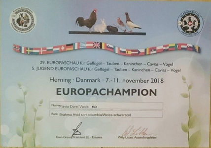 Flaviu Vaida; EE-EUROPE SHOW HERNING DANEMARCA 09-11.11. 2018.
AM PARTICIPAT CU 6 EXEMPLARE BRAHMA HERMINAT DESCHIS
MASCUL 1-96 P EB - EC CAMPION EUROPEAN
MASCUL 2-95 P
MASCUL 3-93 P
FEMELA 1-96 P EB
FEMELA 2-95 P

