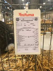 Alin Jurcut; Rezultate  Iepuri UGG
