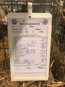 Alin Jurcut; Rezultate  Iepuri UGG
