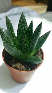 Aloe... ?
