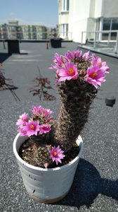 ; Mammillaria mazatlanensis
