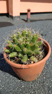 ; Mammillaria longimamma
