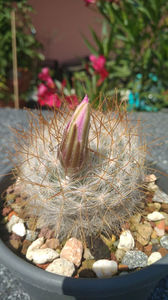 ; Mammillaria guelzowiana v.robusta SB 465
