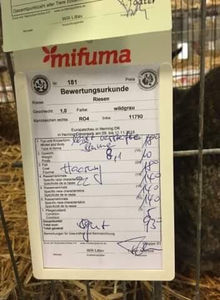 Luci Onujec; Iepuri UGG
